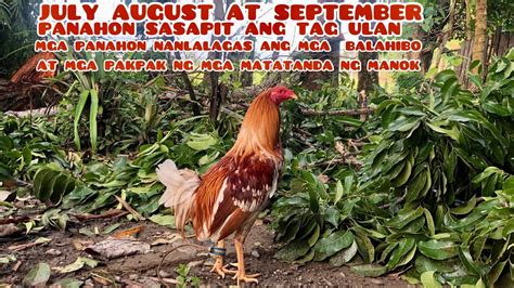 manok na baliktad ang balahibo|manok Hindi makadapo SA Sanga baliktad ang balahibo .